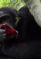 Şempanze Savaşları Türkçe dublaj belgesel online izle - Hayvan belgeseli izle